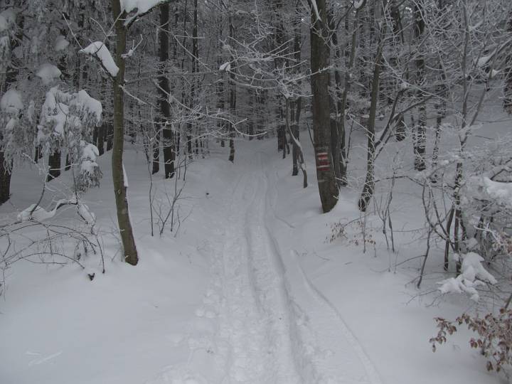 IMG_0170.JPG - Hier zweigt der Weg nun in den Wald ab. Das steilere Stück beginnt.