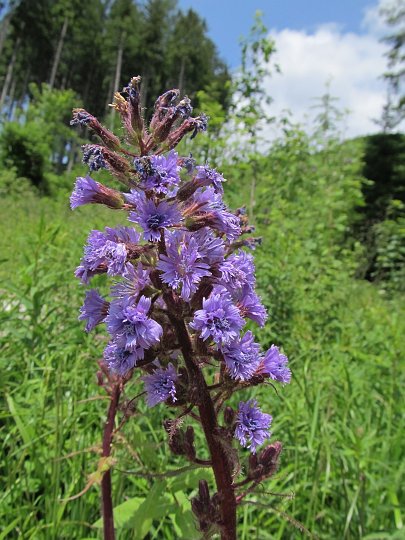 IMG_1524.JPG - Heute mal ein paar Blumen, Forststraßenfotos gibts genug von den letzten Touren hier ;-)