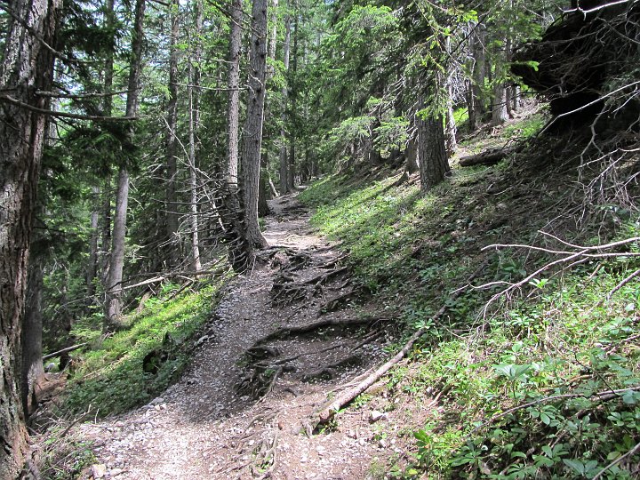 IMG_1531.JPG - Weiter geht es über den Waldweg.